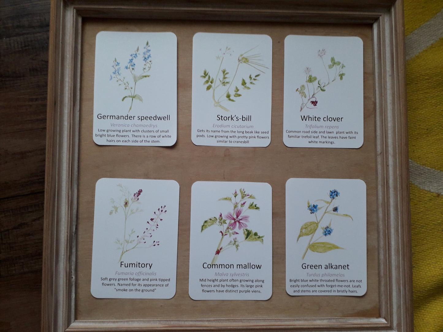 Urban Wildflower Flashcards - PDF