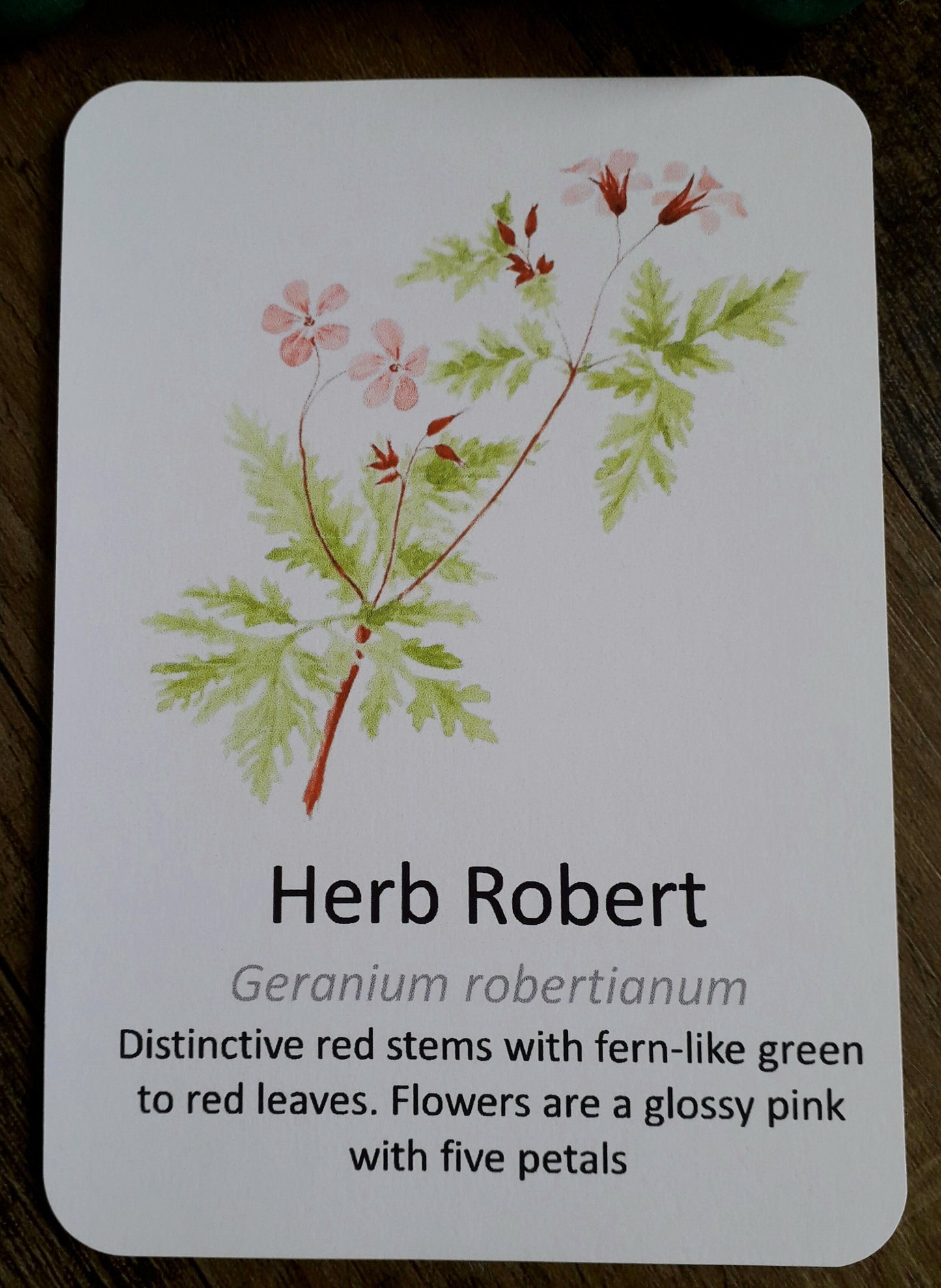 Woodland Wildflower Flashcards - PDF