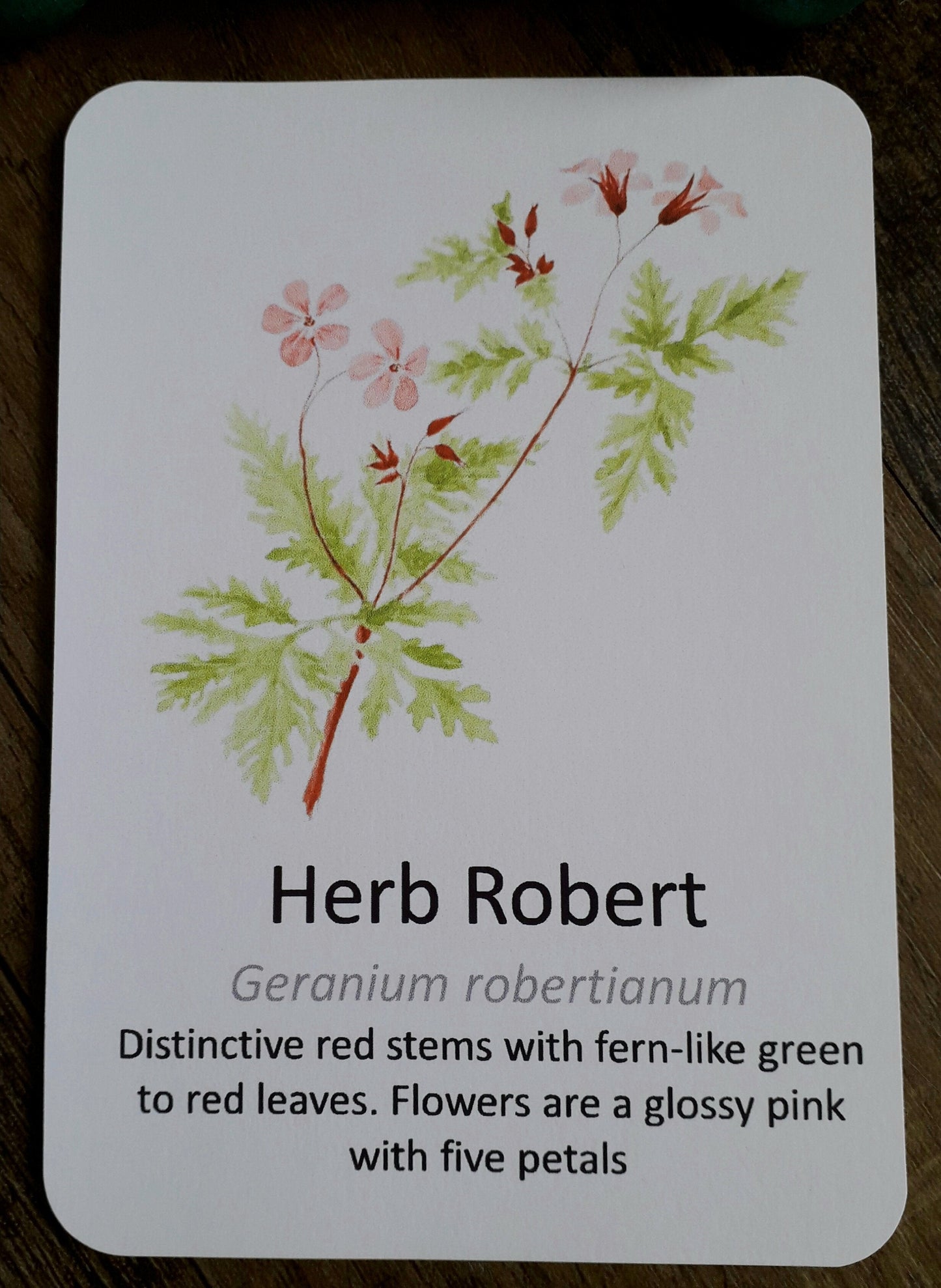Woodland Wildflower Flashcards - PDF - At the Cherry Tree