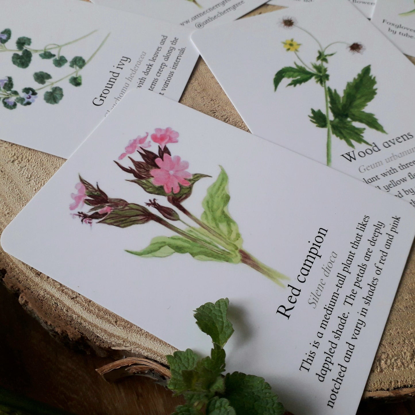 Woodland Wildflower Pocket Set - At the Cherry Tree