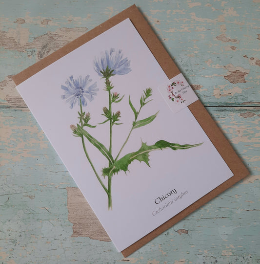 Chicory - Greetings Card