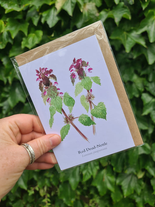 Red Dead-Nettle - Greetings Card