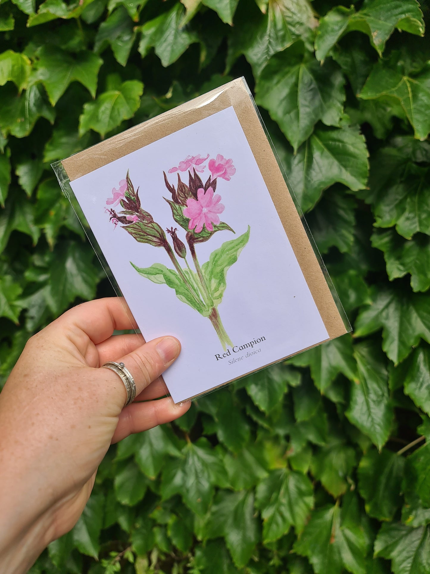 Red Campion - Greetings Card