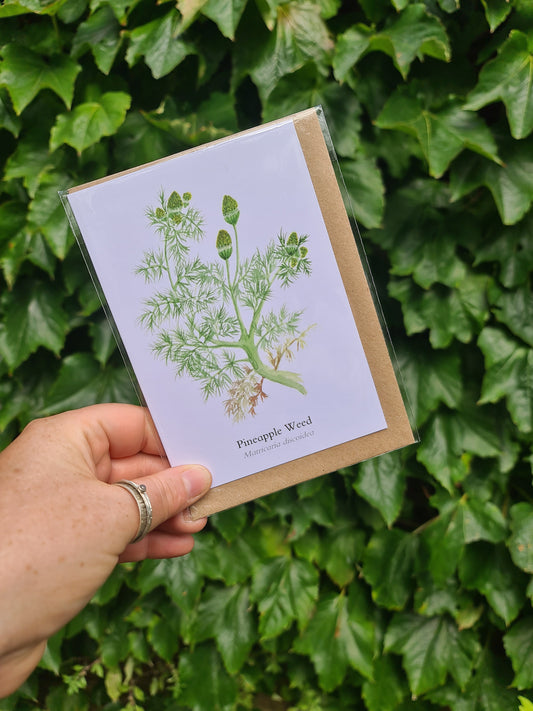 Pineapple Weed - Greetings Card
