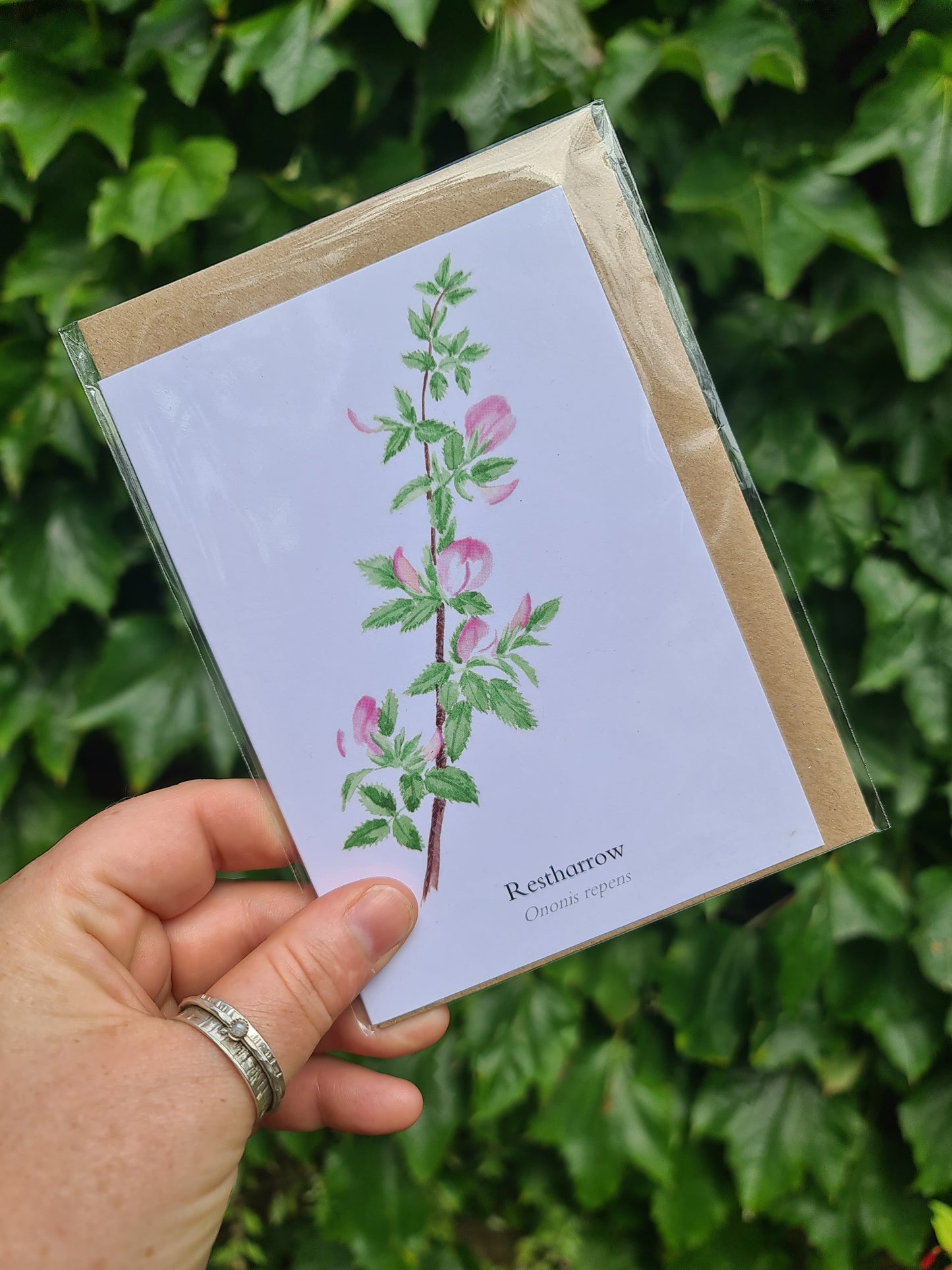 Restharrow - Greetings Card