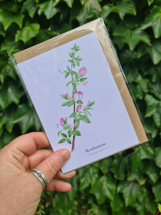 Restharrow - Greetings Card