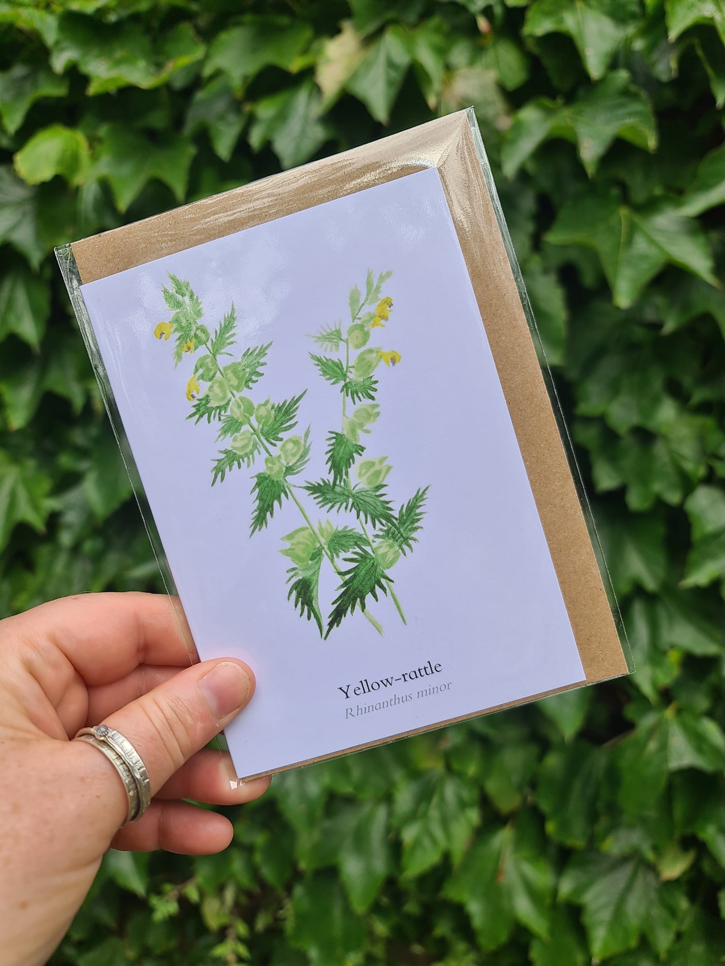 Yellow-rattle Greetings Card