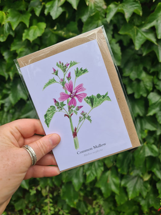 Common Mallow - Greetings Card