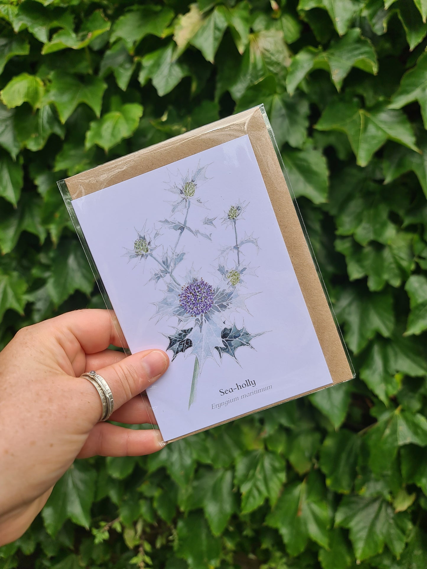 Sea Holly - Greetings Card