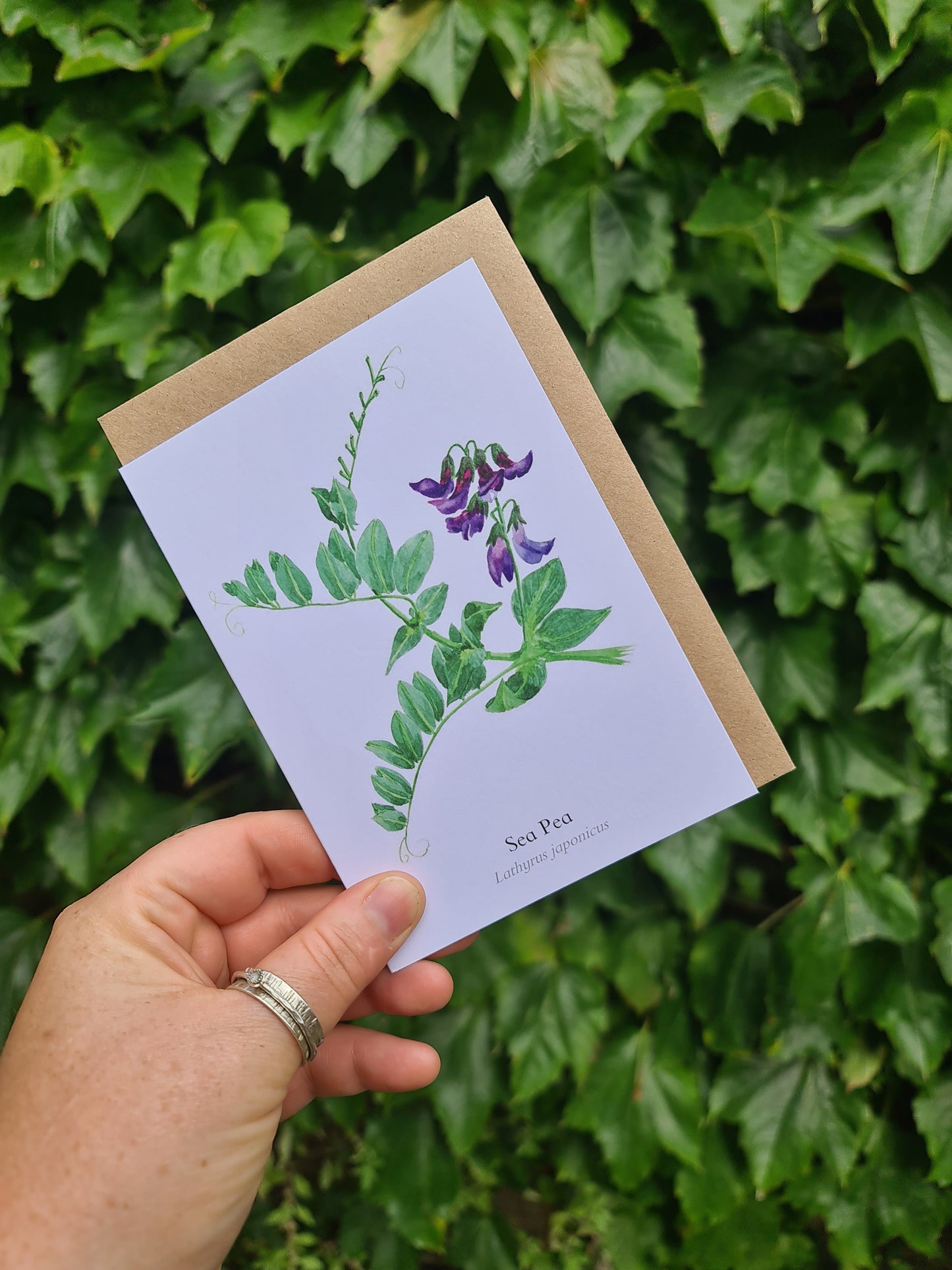 Sea Pea - Greetings Card