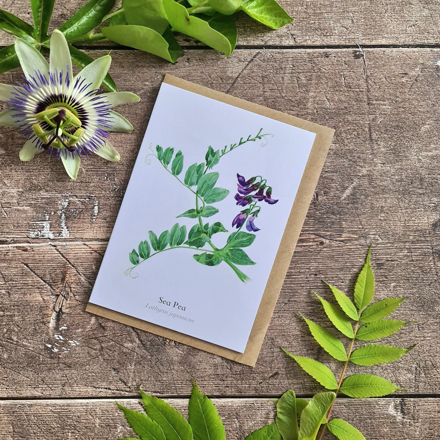 Sea Pea - Greetings Card
