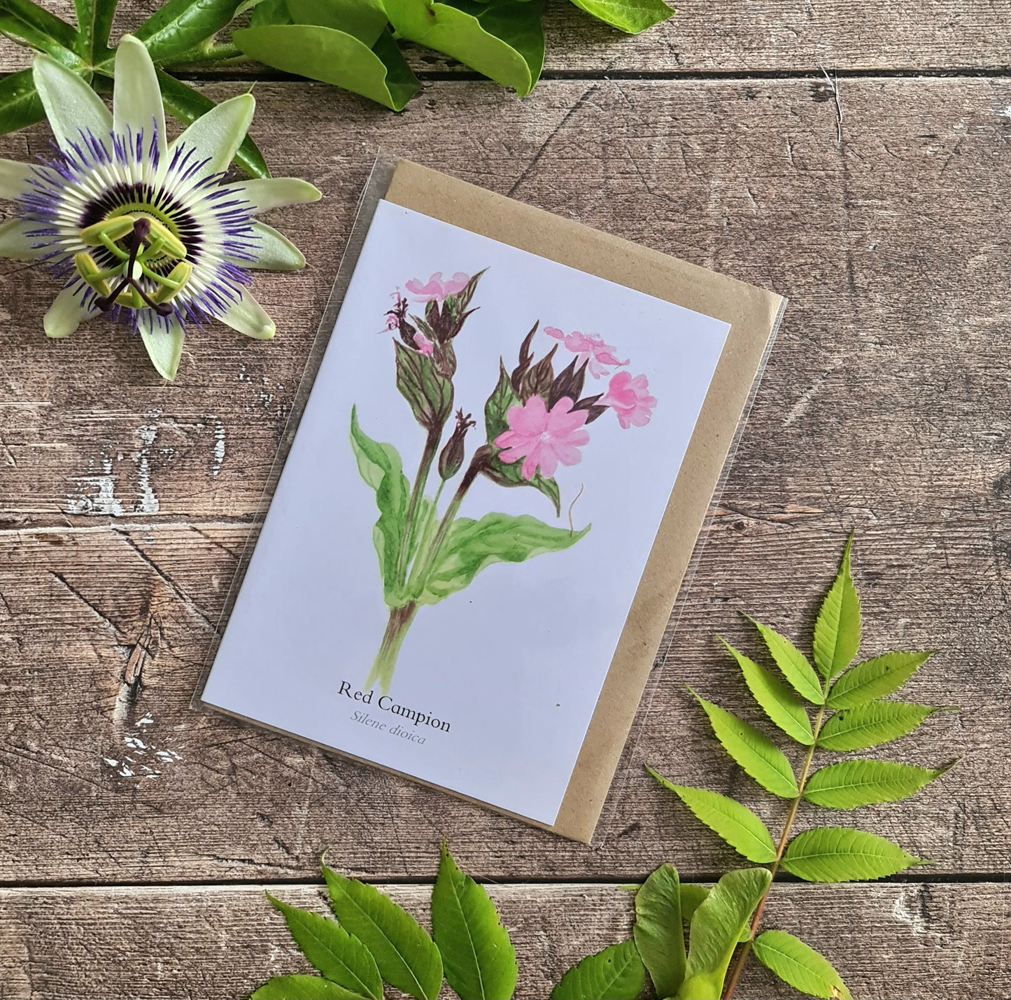 Red Campion - Greetings Card