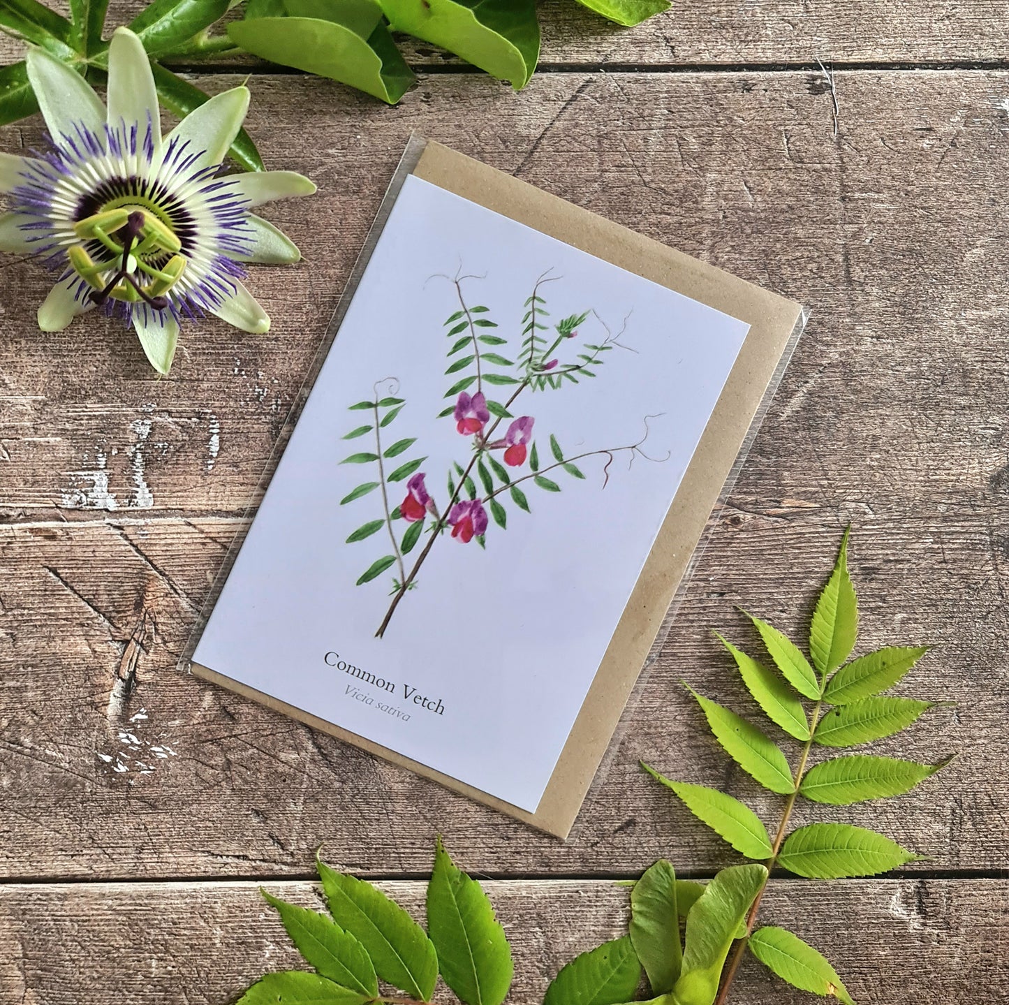 Common Vetch - Greetings Card