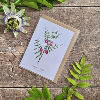 Common Vetch - Greetings Card