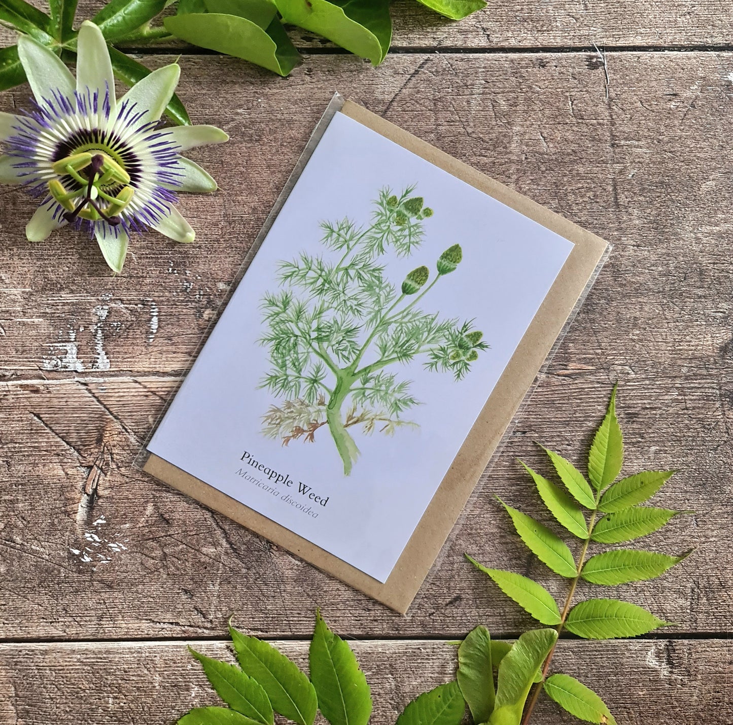 Pineapple Weed - Greetings Card