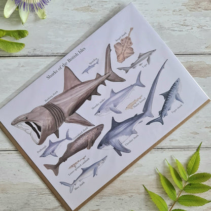 Sharks of the British Isles - Greetings Card