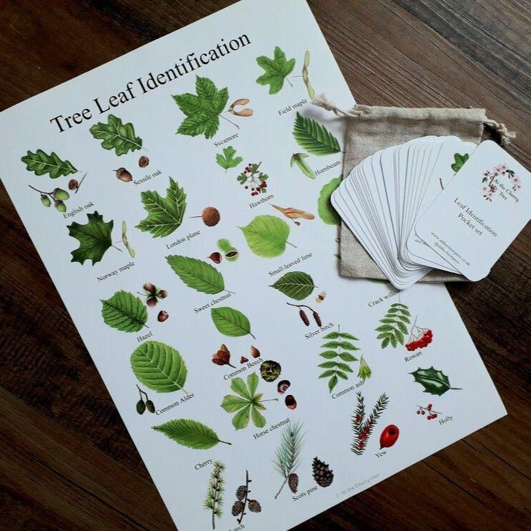 A3 Leaf ID - Poster - At the Cherry Tree