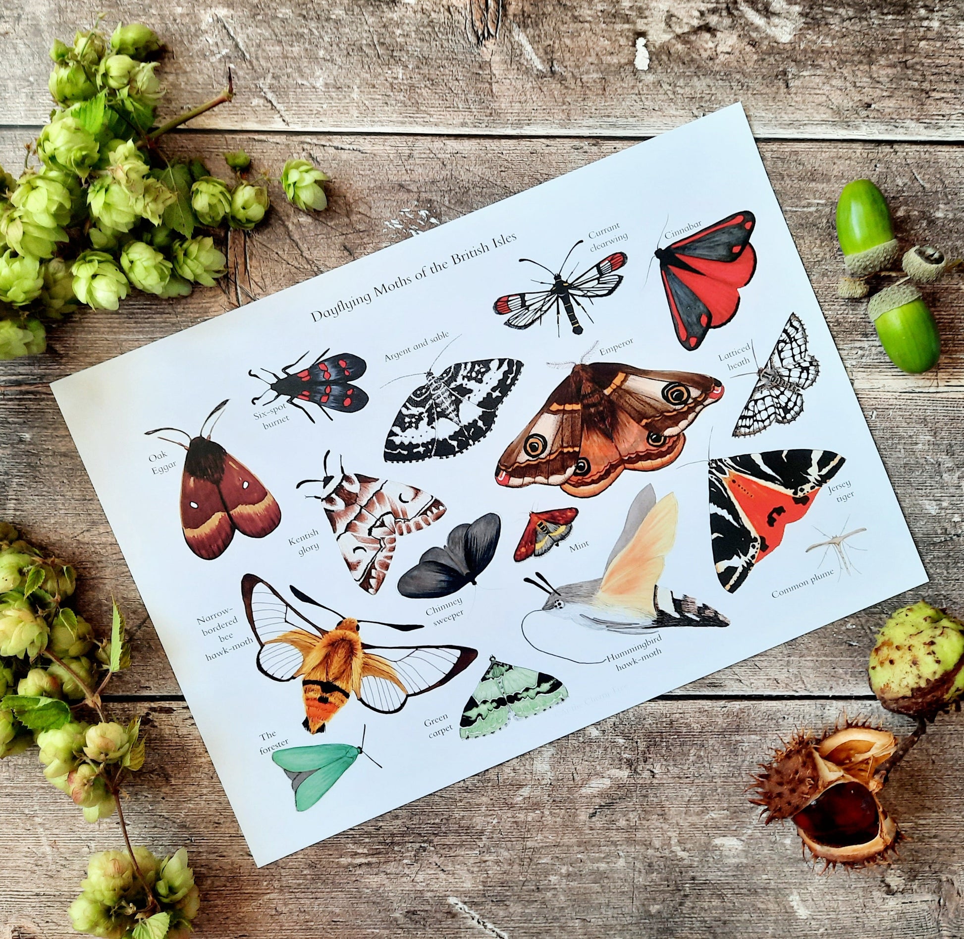 A4 Dayflying Moths of the British Isles - Poster Print - At the Cherry Tree
