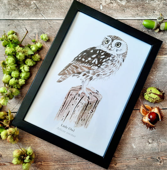 A4 Little Owl - Poster Print - At the Cherry Tree