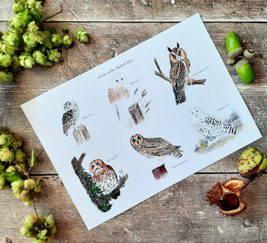 A4 Owls of the British Isles - Poster Print - At the Cherry Tree