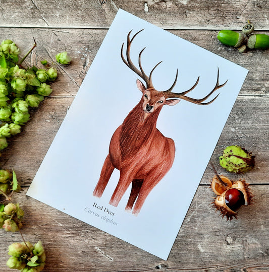 A4 Red Deer - Poster Print - At the Cherry Tree