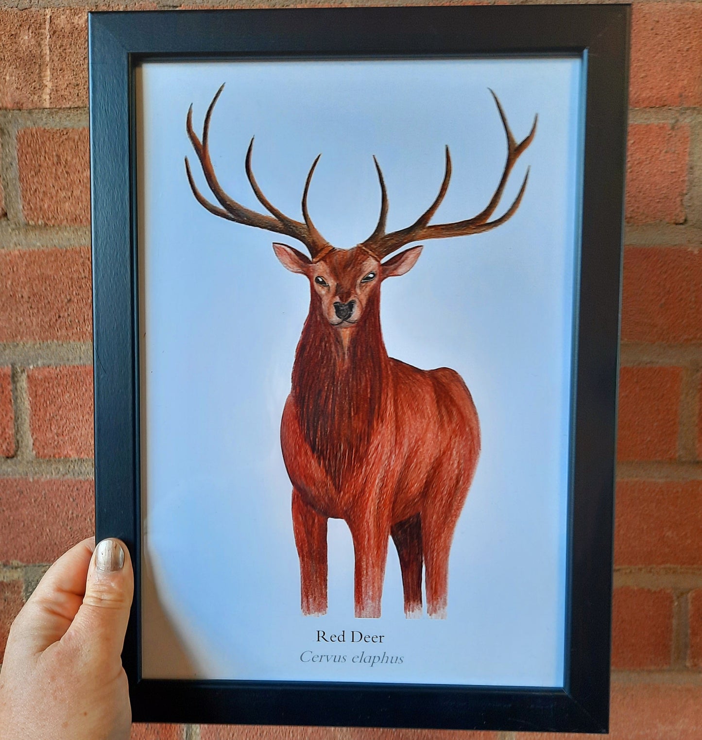 A4 Red Deer - Poster Print - At the Cherry Tree