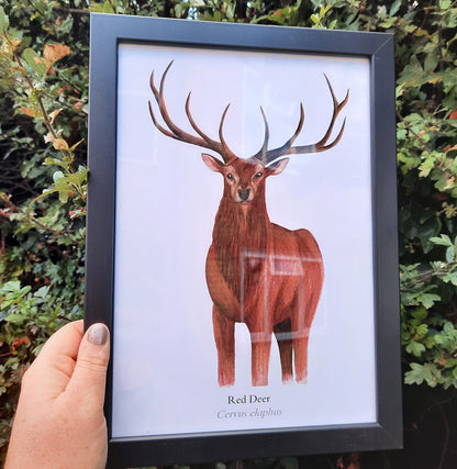 A4 Red Deer - Poster Print - At the Cherry Tree