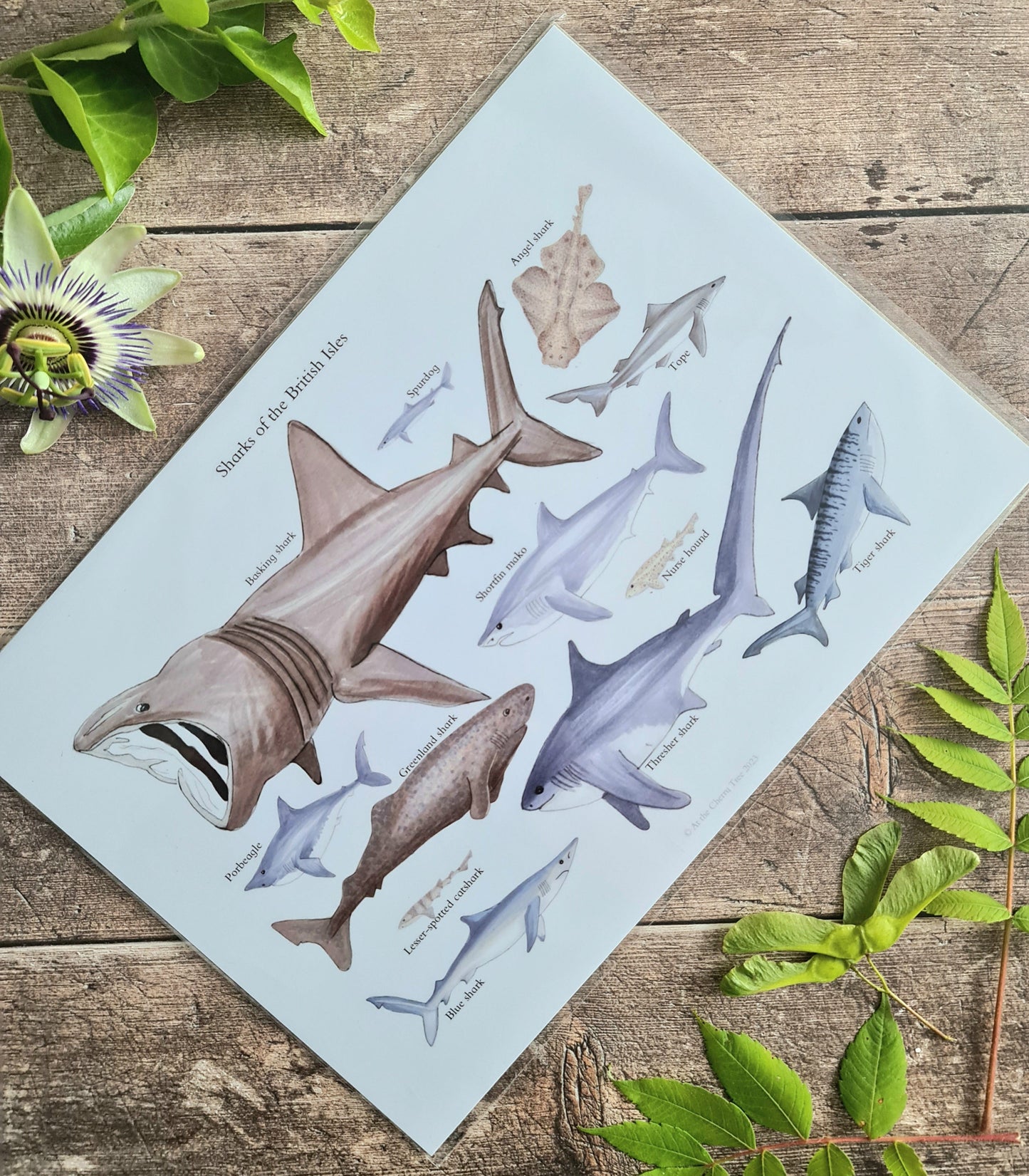 A4 Sharks of the British Isles - Poster Print - At the Cherry Tree