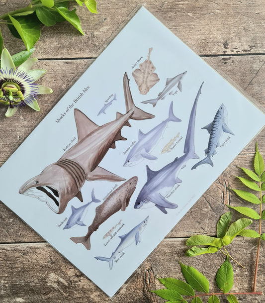 A4 Sharks of the British Isles - Poster Print - At the Cherry Tree