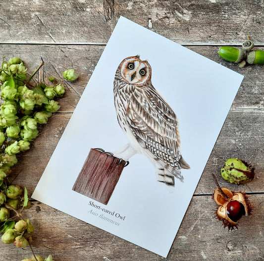 A4 Short - eared Owl - Poster Print - At the Cherry Tree