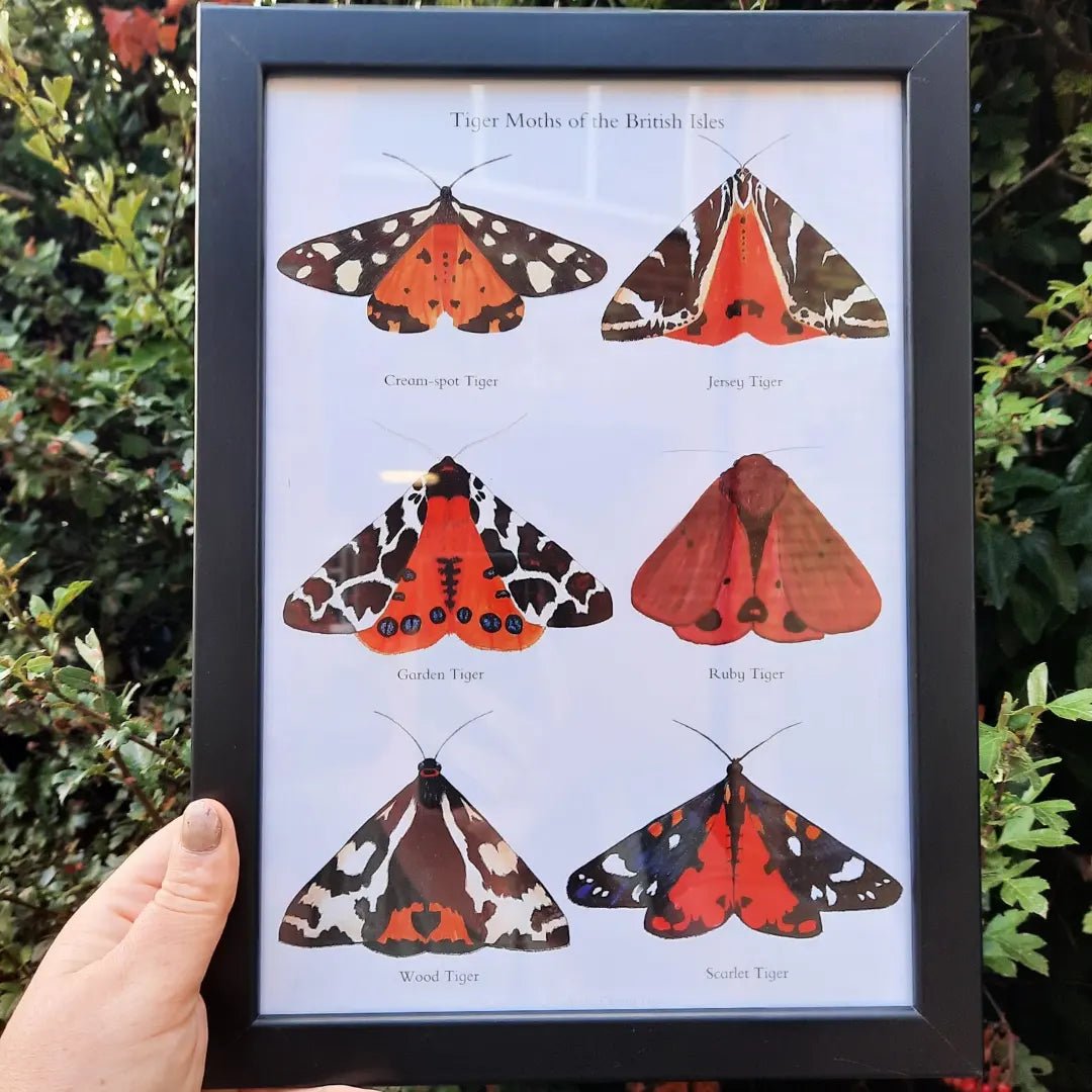 A4 Tiger Moths of the British Isles - Poster Print - At the Cherry Tree