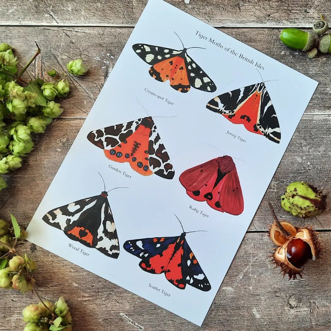 A4 Tiger Moths of the British Isles - Poster Print - At the Cherry Tree