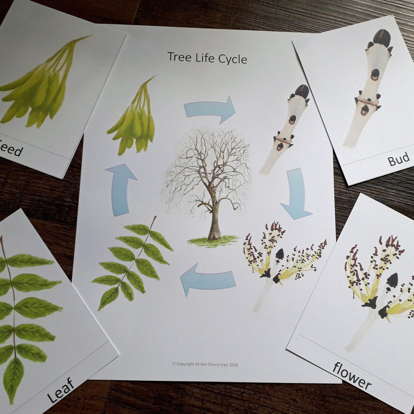 Ash Tree Life Cycle - PDF - At the Cherry Tree