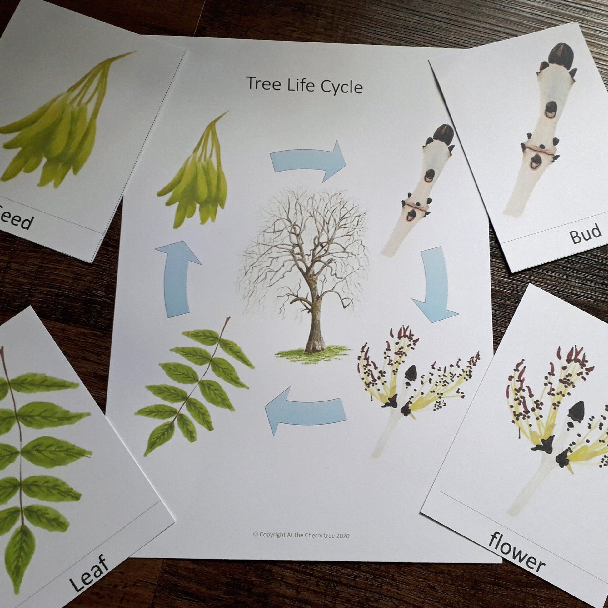 Ash Tree Life Cycle - PDF - At the Cherry Tree