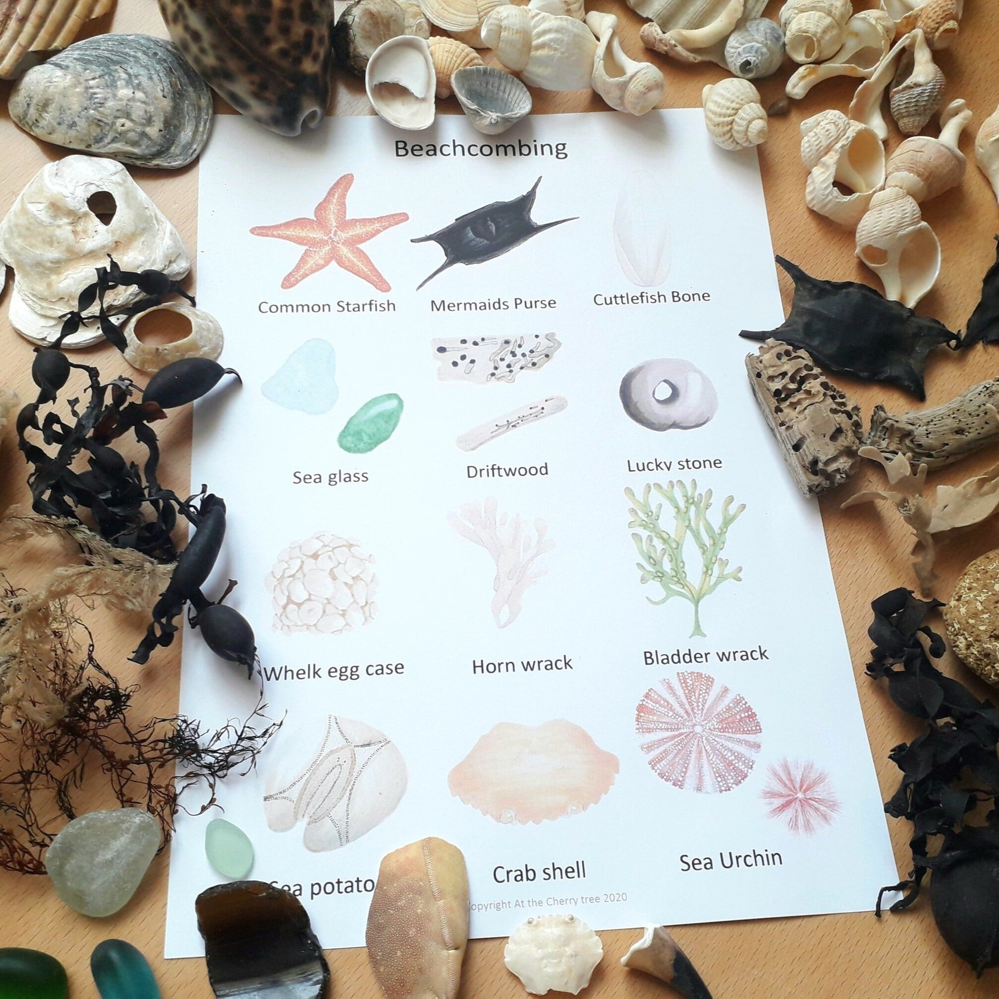 Beachcombing Flashcards - PDF - At the Cherry Tree