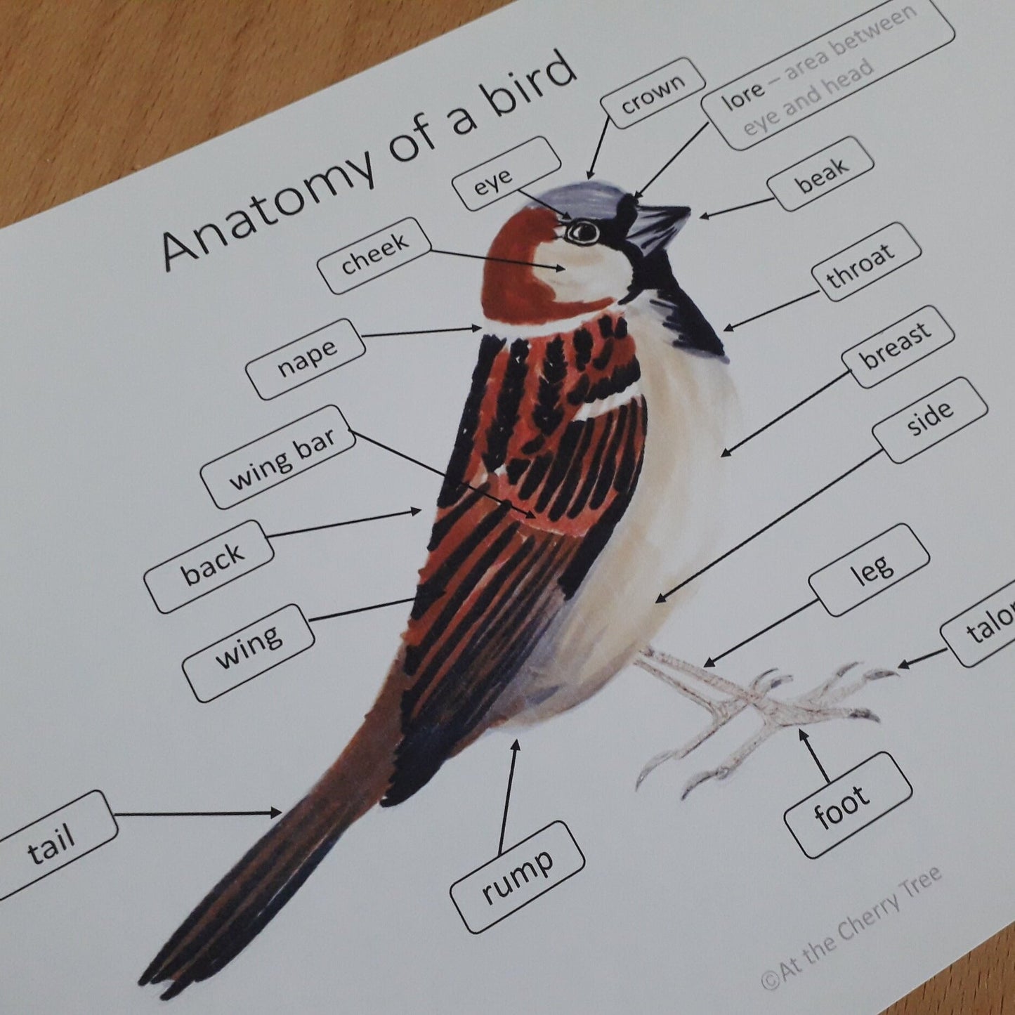 Bird Anatomy Poster - PDF - At the Cherry Tree