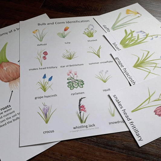 Bulbs and Corms Montessori pack - PDF - At the Cherry Tree