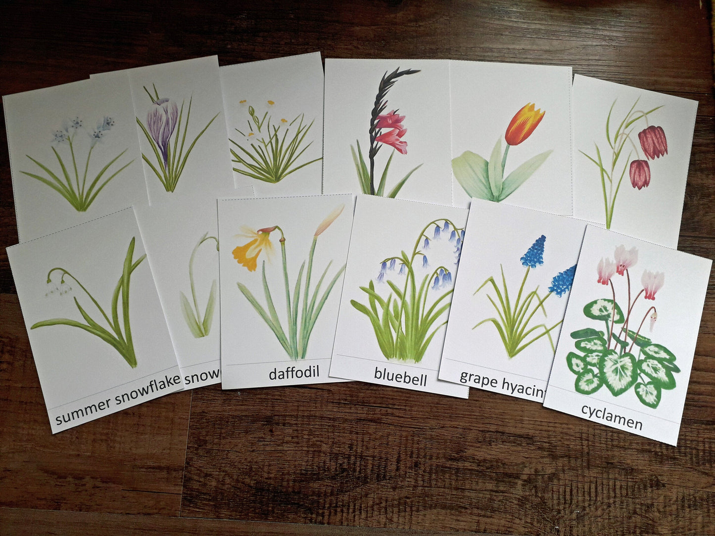 Bulbs and Corms Montessori pack - PDF - At the Cherry Tree