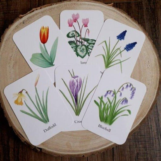 Bulbs and Corms - Pocket Set - At the Cherry Tree