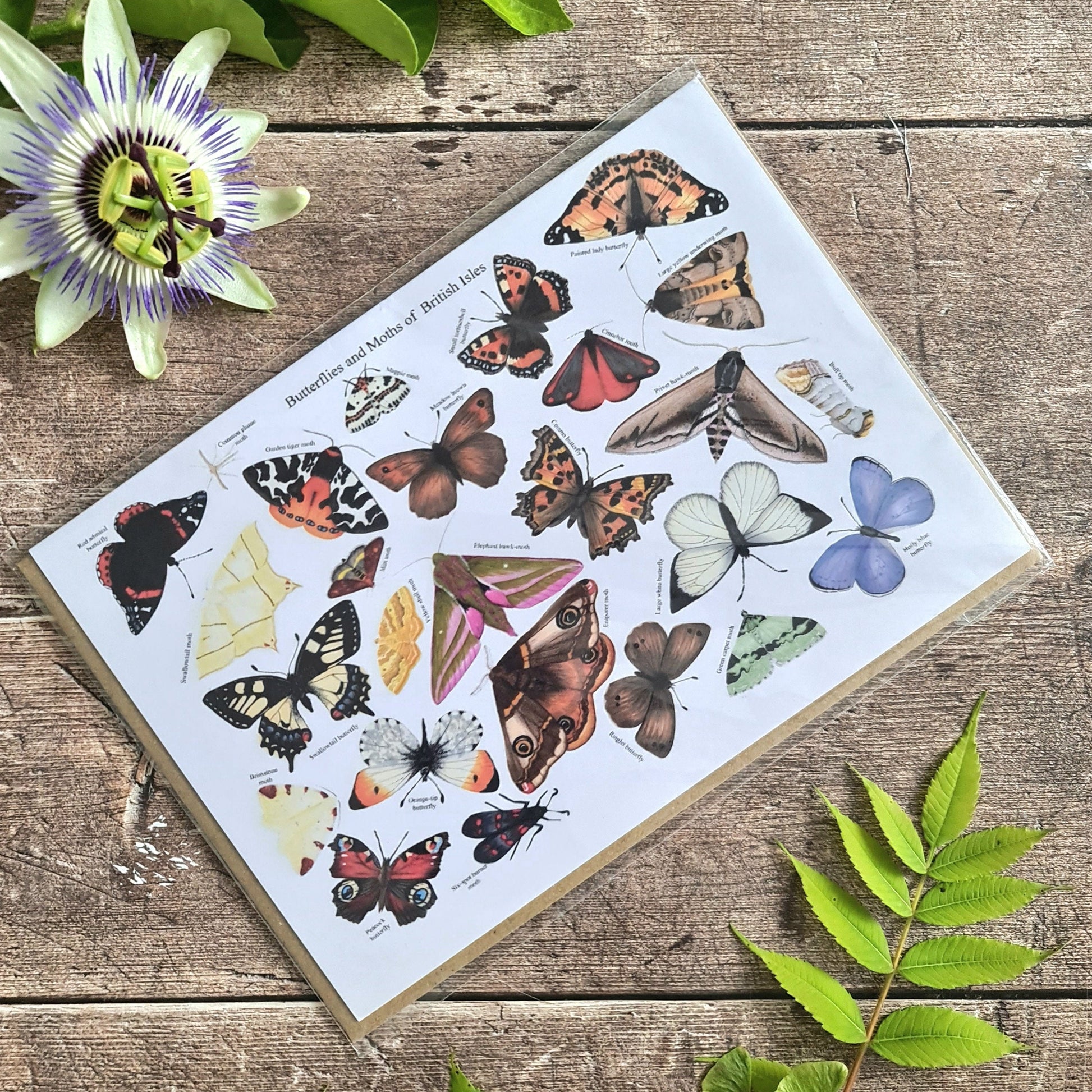 Butterflies and Moths of the British Isles - Greetings Card - At the Cherry Tree