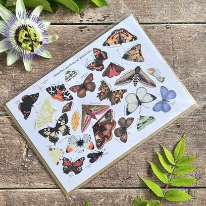Butterflies and Moths of the British Isles - Greetings Card - At the Cherry Tree