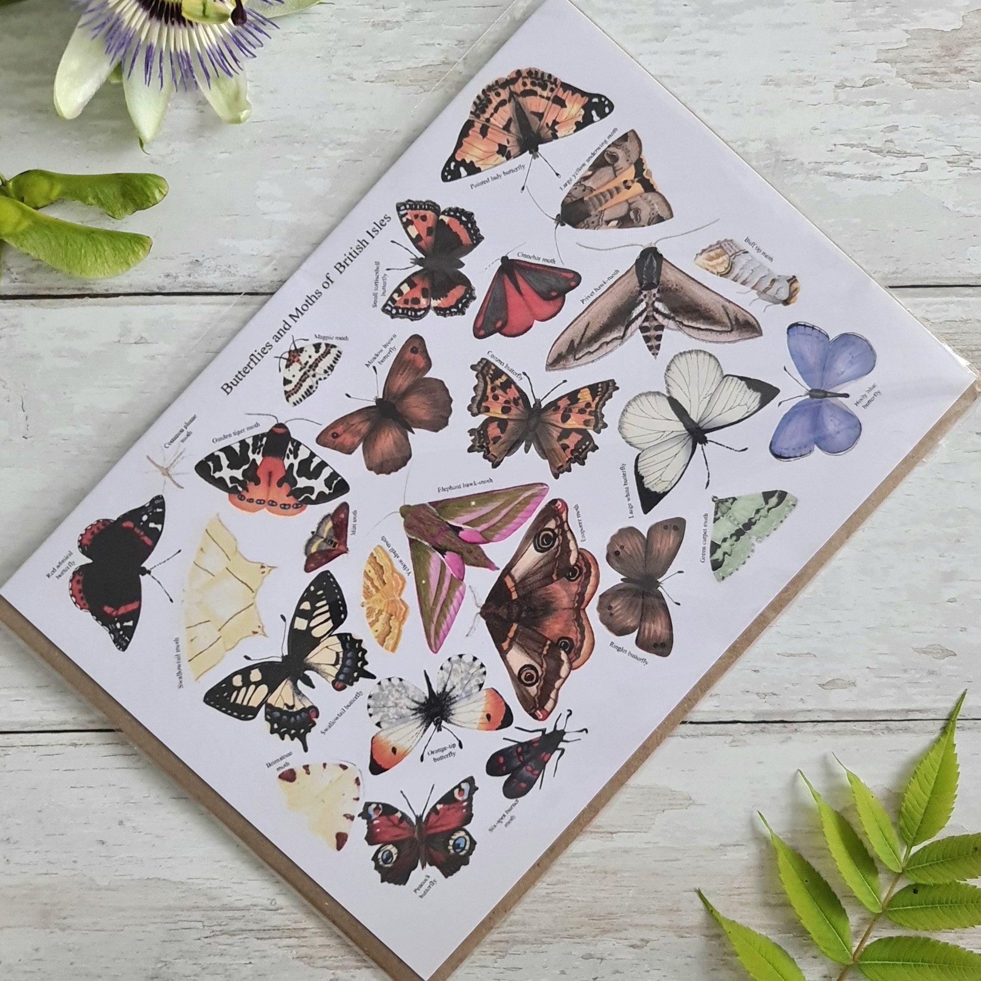 Butterflies and Moths of the British Isles - Greetings Card - At the Cherry Tree