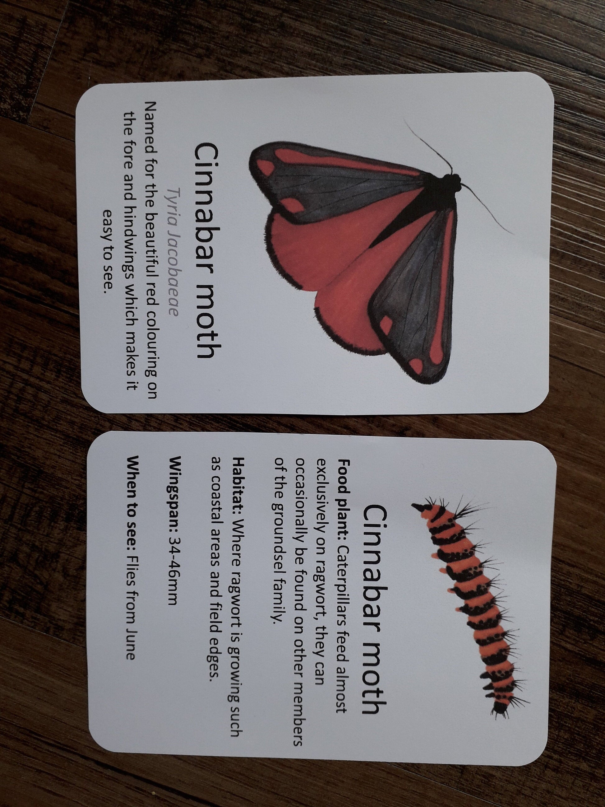 Butterflies and Moths - PDF - At the Cherry Tree