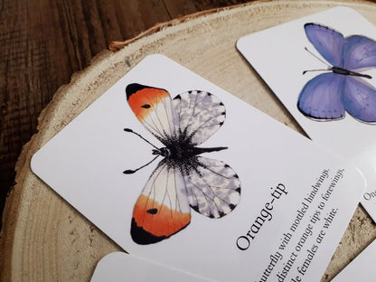 Butterfly Identification - Pocket Set - At the Cherry Tree