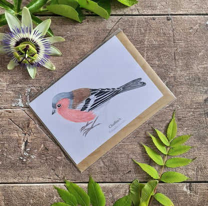 Chaffinch - Greetings Card - At the Cherry Tree