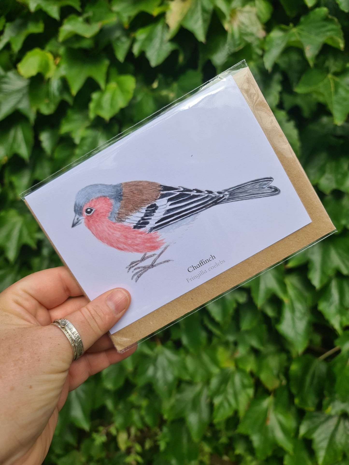 Chaffinch - Greetings Card - At the Cherry Tree