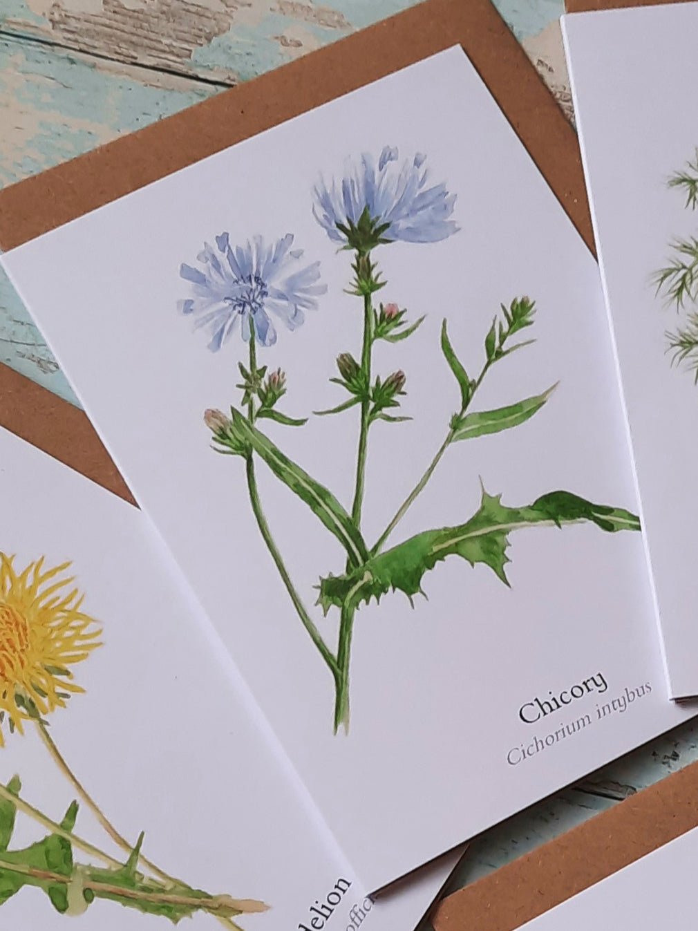 Chicory - Greetings Card - At the Cherry Tree