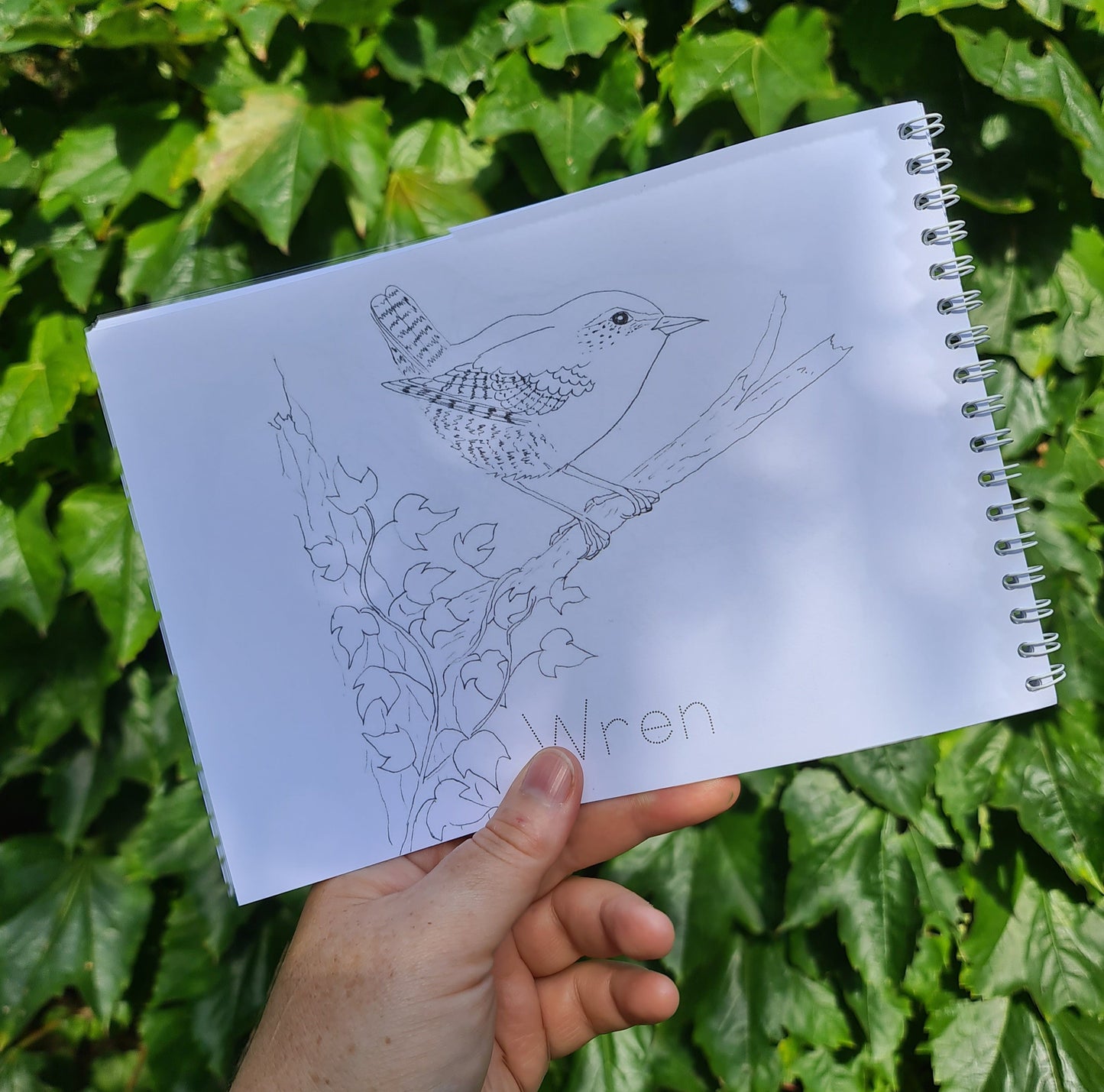 Colour and Learn - Birds - At the Cherry Tree