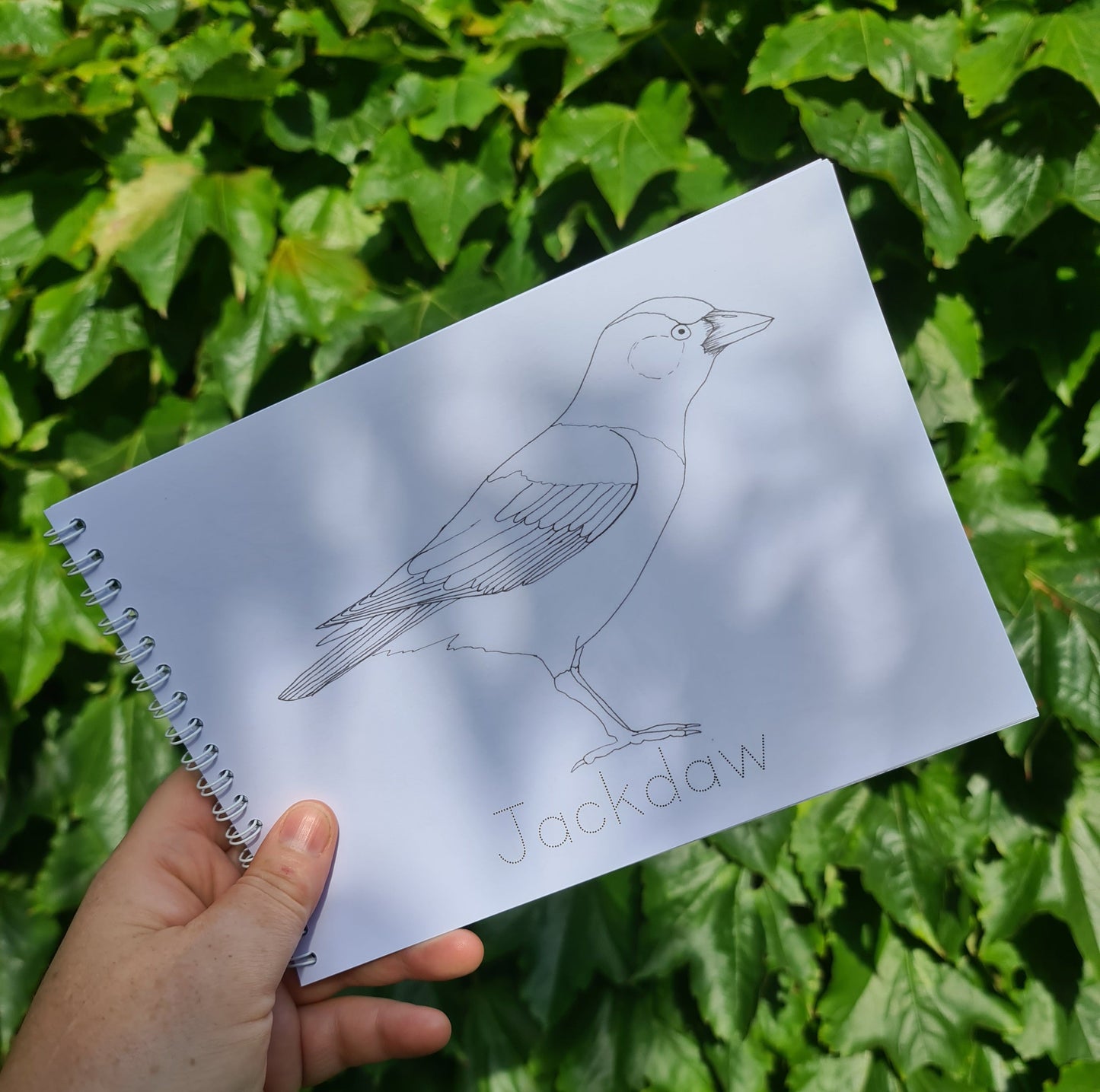 Colour and Learn - Birds - At the Cherry Tree