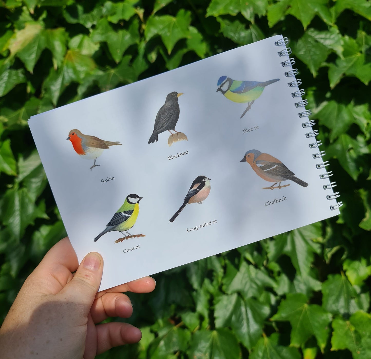 Colour and Learn - Birds - At the Cherry Tree